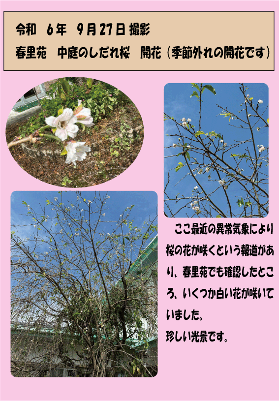 季節外れの桜開花